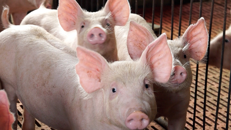 High-Rise Pigpens Boost Sustainable Agricultural Development in China